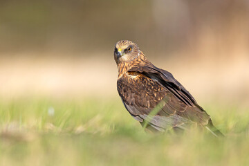 Samiec błotniaka stawowego (Cirgus aeruginosus) na wiosennej łące © Grzegorz