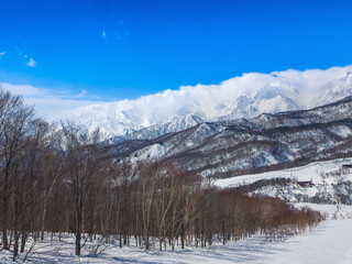 A view of the Hakuba Sanzan mountain range beyond bare trees in winter (Tsugaike Kogen, Hakuba, Nagano, Japan)
