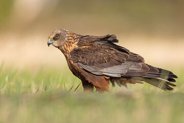 Samiec błotniaka stawowego (Cirgus aeruginosus) na wiosennej łące © Grzegorz