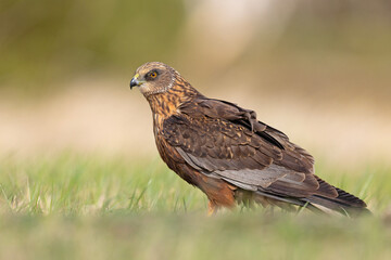 Samiec błotniaka stawowego (Cirgus aeruginosus) na wiosennej łące © Grzegorz