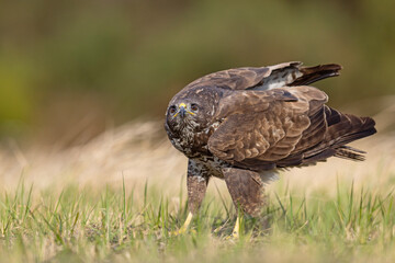 Żerujący myszołów (Buteo buteo) na wiosennej łące © Grzegorz