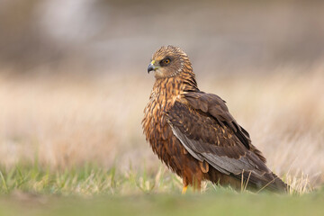 Samiec błotniaka stawowego (Cirgus aeruginosus) na wiosennej łące © Grzegorz
