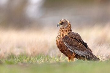 Samiec błotniaka stawowego (Cirgus aeruginosus) na wiosennej łące © Grzegorz