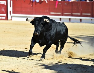 Black bull charging in arena