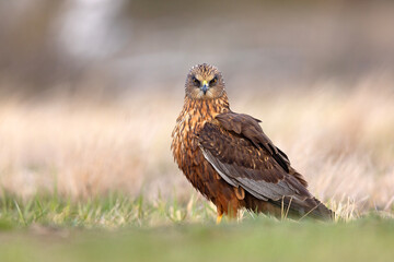 Samiec błotniaka stawowego (Cirgus aeruginosus) na wiosennej łące © Grzegorz