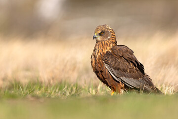 Samiec błotniaka stawowego (Cirgus aeruginosus) na wiosennej łące © Grzegorz