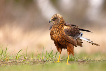 Samiec błotniaka stawowego (Cirgus aeruginosus) na wiosennej łące © Grzegorz