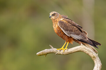 Samiec błotniaka stawowego (Cirgus aeruginosus) na wiosennej łące © Grzegorz