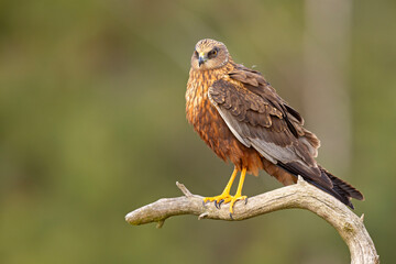 Samiec błotniaka stawowego (Cirgus aeruginosus) na wiosennej łące © Grzegorz