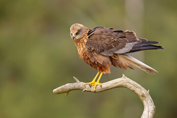 Samiec błotniaka stawowego (Cirgus aeruginosus) na wiosennej łące © Grzegorz