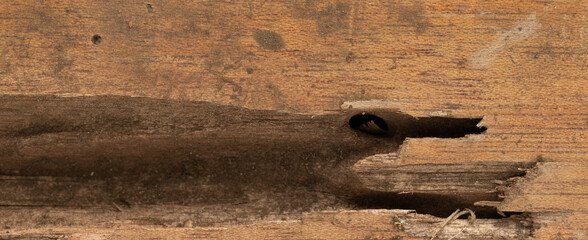 Rotten brown wooden plank