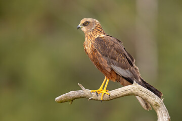 Samiec błotniaka stawowego (Cirgus aeruginosus) na wiosennej łące © Grzegorz