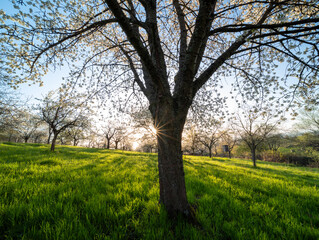 Fototapeta premium Blühende Obstbäume in Rhodt unter Rietburg mit Weinbergen und Villa Ludwigshöhe im Sonnenaufgang