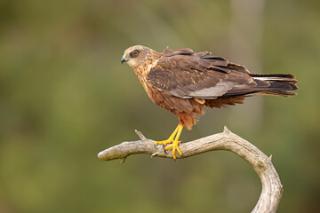 Samiec błotniaka stawowego (Cirgus aeruginosus) na wiosennej łące © Grzegorz