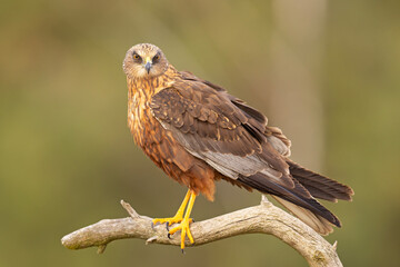 Samiec błotniaka stawowego (Cirgus aeruginosus) na wiosennej łące © Grzegorz