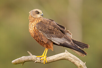 Samiec błotniaka stawowego (Cirgus aeruginosus) na wiosennej łące © Grzegorz