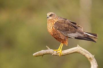 Samiec błotniaka stawowego (Cirgus aeruginosus) na wiosennej łące © Grzegorz