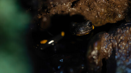 fire salamander