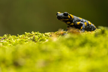 frog on a leaf