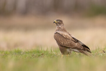 Żerujący myszołów (Buteo buteo) na wiosennej łące © Grzegorz