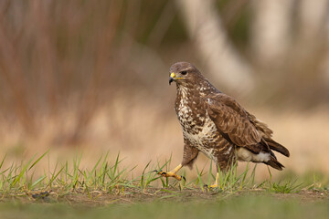 Żerujący myszołów (Buteo buteo) na wiosennej łące © Grzegorz