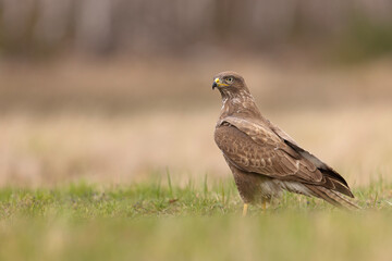 Samiec błotniaka stawowego (Cirgus aeruginosus) na wiosennej łące © Grzegorz