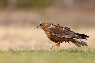 Samiec błotniaka stawowego (Cirgus aeruginosus) na wiosennej łące © Grzegorz