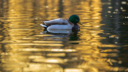 duck on the water