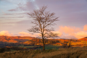 loan tree at sunrise 
