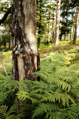 Pine tree trunk with green ferns growing in the forest of Divcibare, Serbia. Peaceful natural scene