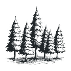 Obraz premium Majestic pine trees in nature botanical illustration scenic view minimalist style. Vector illustration