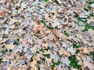 Fallen Autumn Leaves on Grass