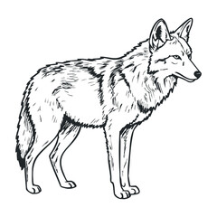 Fototapeta premium Cunning wolf stalking prey forest habitat illustration natural environment side view wildlife concept. Vector illustration