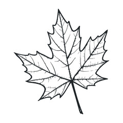 Captivating autumn leaf close-up nature studio botanical photography minimalist aesthetic macro view natural beauty. Vector illustration