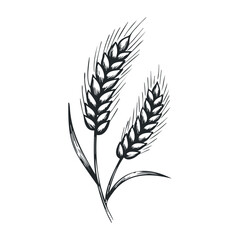 Harvesting wheat farming action in rural fields black and white illustration nature concept. Vector illustration