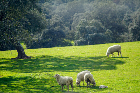 A flock of sheep in the meadow
