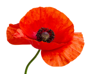 Single Red Poppy Flower in Bloom, Side View, isolated on transparent background png