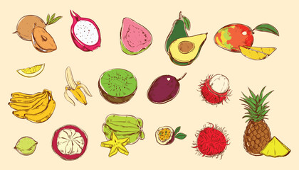 colorful fruits and berries sketch vector illustration. Dragon fruit, lemon, banana, pineapple, coconut, citrus, banana, fig, apple, grape, pomegranate, fig, strawberry.