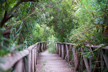 A wooden path through the vegetation
