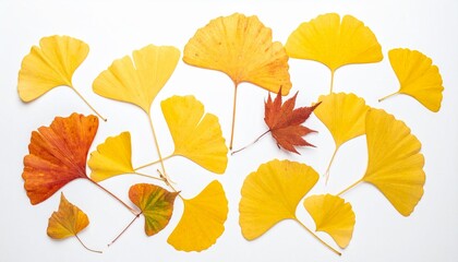 Obraz premium White background with autumnal ginkgo biloba land maple leaves isolated. 
