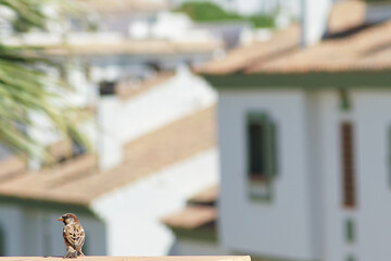 The loneliness of the house sparrow in the city