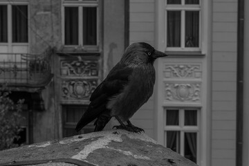 kawka siedząca na tle starych kamienic © Robert