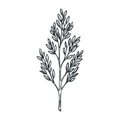 Fototapeta premium Illustrative botanical drawing of a leafy stem nature graphic art minimalist style close-up organic design. Vector illustration