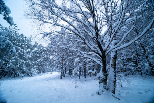 Verschneite Berge an der Rietburg in Edenkoben im winterlichen Pf&auml;lzerwald