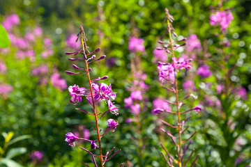 Fireweed flowers of Alaska