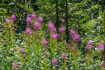 Fireweed flowers of Alaska