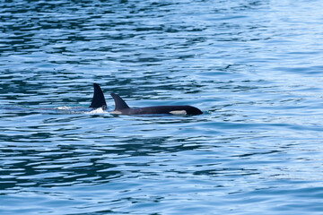 Orcas in Resurrection bay