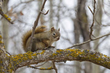 Obraz premium Red Squirrel in a Tree