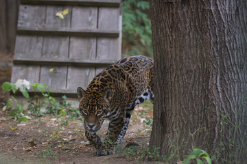 A jaguar (Panthera onca) inside a caged enclosure in an Eastern European zoo