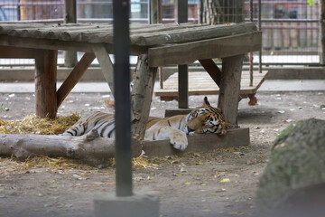 A tiger (Panthera tigris) inside a caged enclosure in an Eastern European zoo